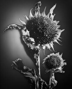 Light Painting Sunflower