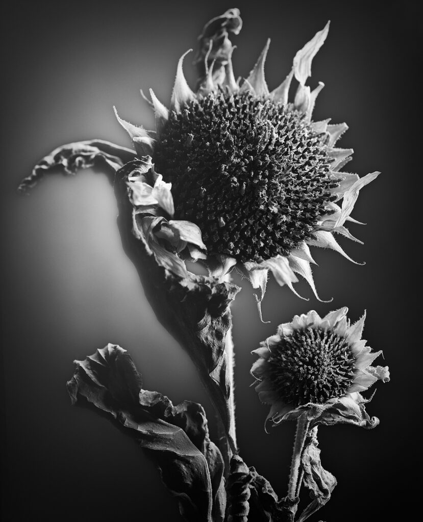 Light Painting Sunflower